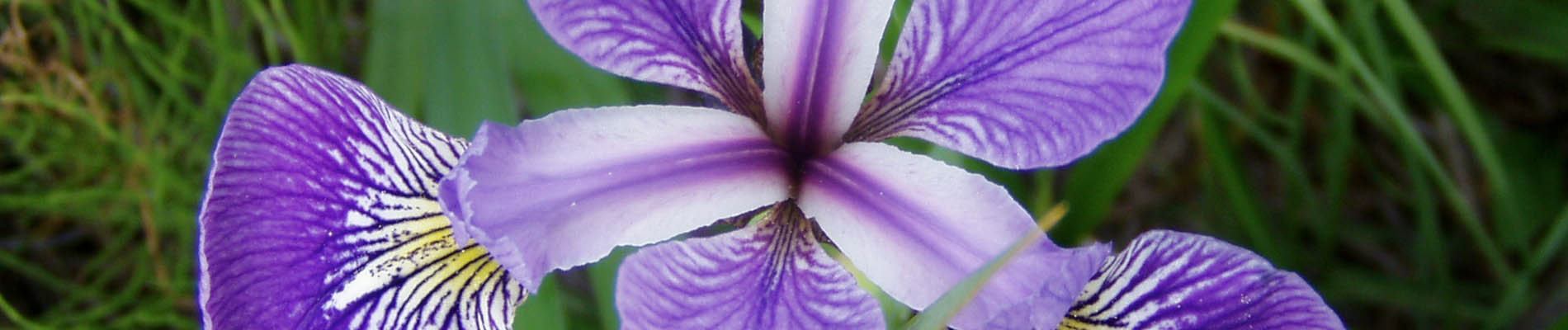 IRIS Image